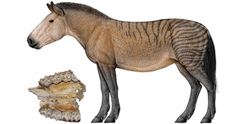 اكتشاف بقايا خيول عمرها 8 ملايين عام 
