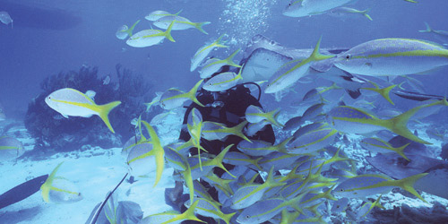 حظر صيد أسماك الكنعد على ساحل الخليج 