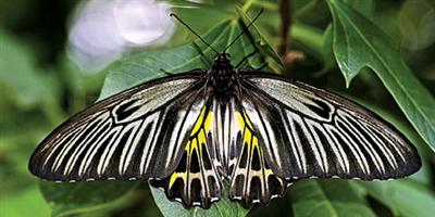 أجمل فراشة في العالم تظهر في هوبي الصينية 