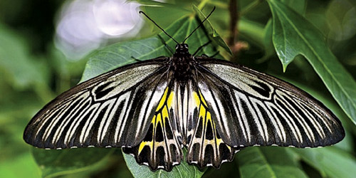 أجمل فراشة في العالم تظهر في هوبي الصينية 