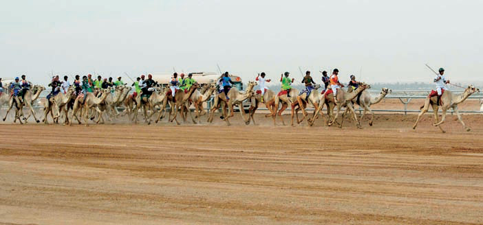 سباقات الهجن.. علم وفن وتراث عريق 