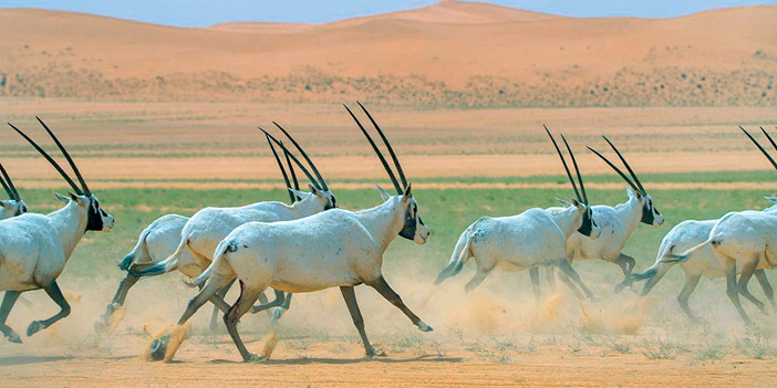 انضمام هيئة تطوير محمية الملك عبدالعزيز لعضوية الاتحاد الدولي لحماية الطبيعة 