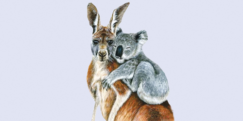 الكنغر والكوالا مهددان بالانقراض 