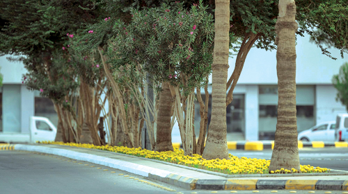 4000 شجرة مزهرة وعطرية تجمِّل بريدة 