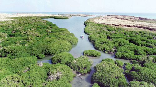 «جزر فرسان».. مقومات سياحية وطبيعية وتنوع أحيائي فريد 