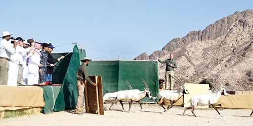 «الحياة الفطرية»: بدء موسم إطلاق الكائنات الفطرية المهددة بالانقراض في «نيوم» 