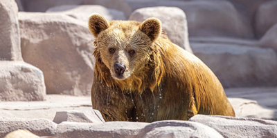 زوار «رياض زوو» يلتقون بأضخم الدببة البنيّة في العالم 
