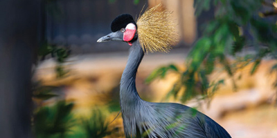 طيور «رياض زوو».. لوحة جمالية وألوان زاهية 