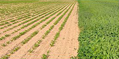 «البيئة» تبدأ صرف تعويضات لـ(2385) مزارعا 