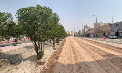 إزالة أشجار «الكونوكاربس»  لإضرارها بالبنية التحتية 