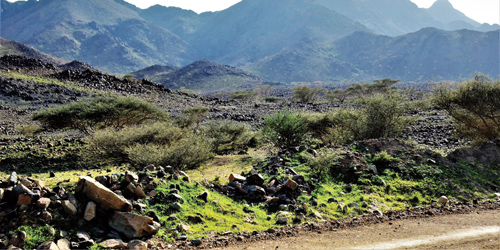 وادي ستارة يكتسي حلته الخضراء عقب الأمطار التي شهدتها محافظة خليص 