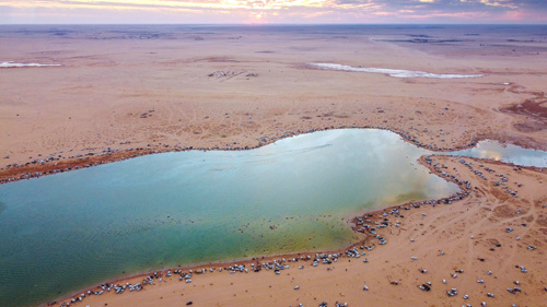 مشاهدات من تنزه أهالي منطقة القصيم على بحيرات وادي الرمة 