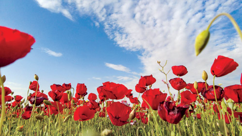 الديدحان علامة فارقة في ربيع الجوف 