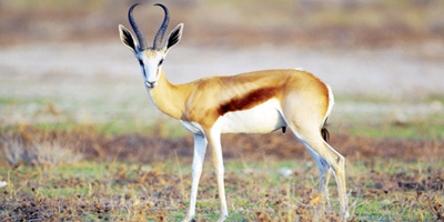 إطلاق 120 كائنًا فطريًّا مهددًا بالانقراض في محمية الملك سلمان 