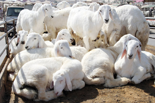 ميناء جازان يستقبل 19.100 رأس ماشية قادمة من جيبوتي 