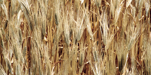 «سالك» تورّد 30% من احتياج المملكة من القمح في عام 2022م 