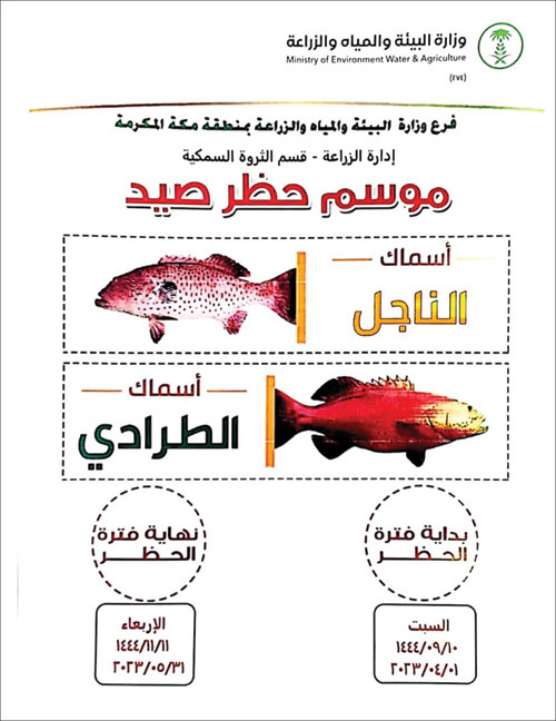 بدء موسم حظر صيد أسماك «الناجل والطرادي» بمنطقة مكة المكرمة 