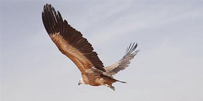 إطلاق (22) طائراً مهدداً بالانقراض 