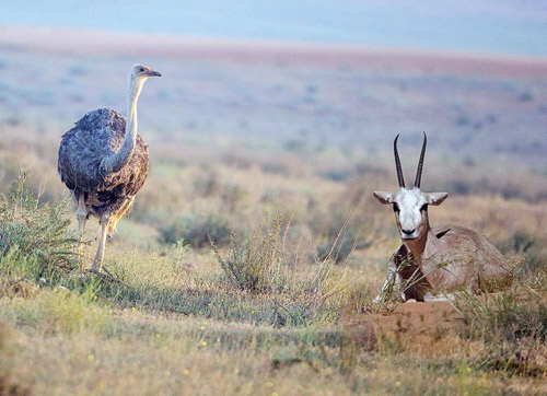 محمية الإمام تركي بن عبدالله 