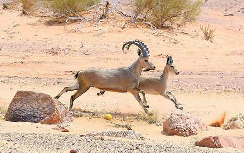 هيئة تطوير محمية الملك سلمان 