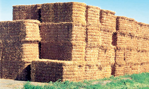 «البيئة»: استخدام الأعلاف المتكاملة يرفع الكفاءة الإنتاجية والاقتصادية 