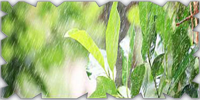 المملكة تسجل مستوى قياسيًا في متوسط هطول الأمطار 