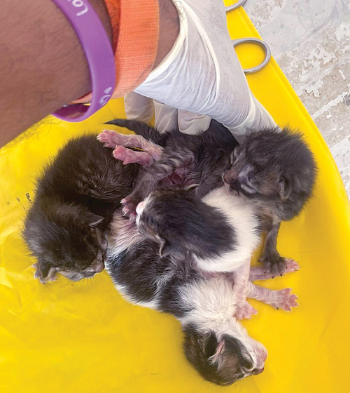 إجراء عملية فصل قطط متلاصقة 