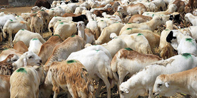 البيئة تعلن جاهزية أسواق النفع العام والمسالخ في الرياض 