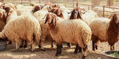 فسح أكثر من مليوني رأس من الماشية وجاهزية مسالخ العاصمة المقدسة 