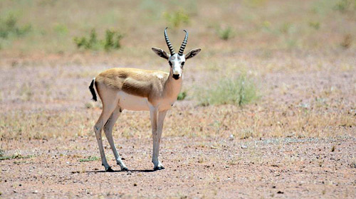 «غزال الريم» أحد الكائنات النادرة التي تعيش في محمية الإمام تركي بن عبدالله 