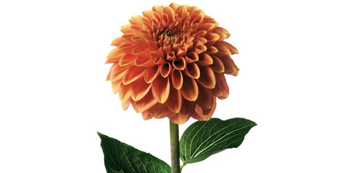 اكتشاف زهرة تخفض مستوى السكر في الدم 