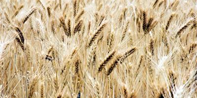 «البيئة»: دراسة لتقييم زراعة وحصاد 4 أصناف جديدة من بذور القمح عالية الجودة 
