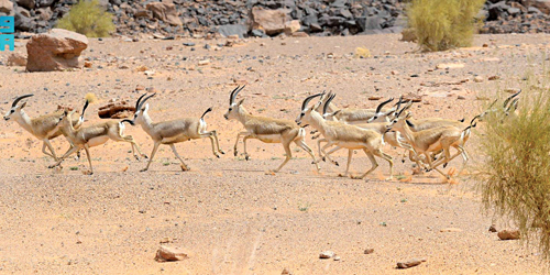 «محمية الملك سلمان» تحتضن 350 نوعًا من الحيوانات البرية 