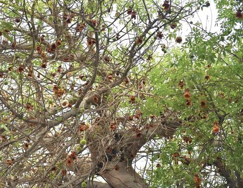 الباوباب شجرة معمرة في قلب جدة يتجاوز عمرها الـ(150) عامًا 