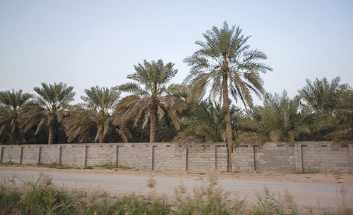 الأحساء.. واحة خضراء ومصدر للأمن الغذائي ومبادرات وبرامج بيئية بقيمة (60) مليار ريال 