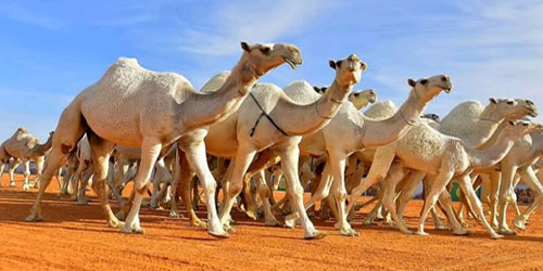62 مليون ريال مبيعات أسواق الإبل في ثامن نسخ مهرجان الملك عبدالعزيز بالصياهد 