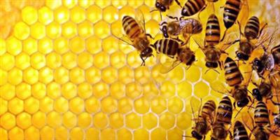 غرفة الجوف تستعرض الفرص الاقتصادية في منتجات النحل 
