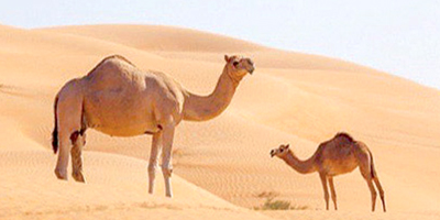 «الإبل» اسم ارتبط بالصحراء حتى تسمّت بها 