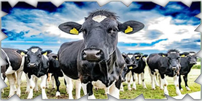 «البيئة» تطرح فرصة استثمارية لتربية الأبقار وإنتاج وتصنيع الألبان في حلي 