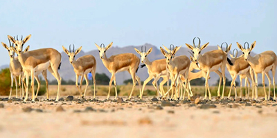 «التنوع البيئي» أحد أهم المقومات السياحية في العلا 