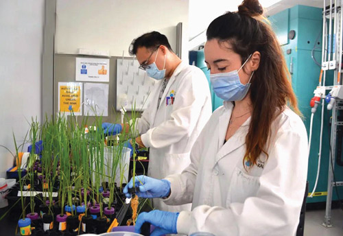 كاوست: ابتكار حساب البذور الصغيرة وأتمتة تحليل الصور بالذكاء الاصطناعي 