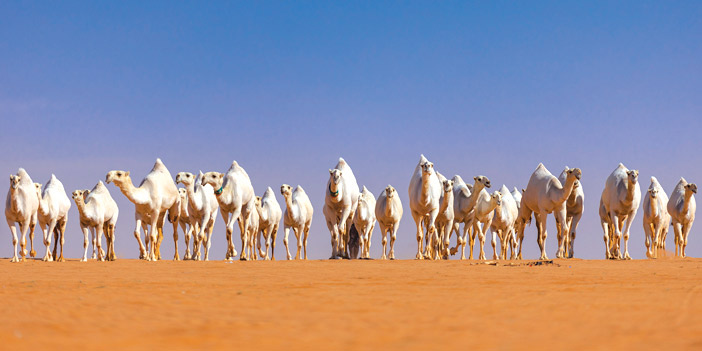 العرب.. «يجيرون» صفات الإبل.. أسماء 