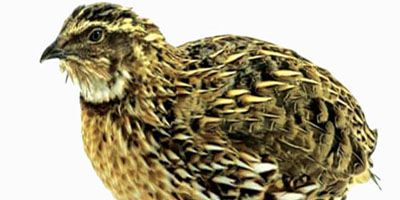 «طائر السمان».. رمز الغربة والحنين 