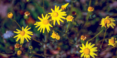 الزملوق.. زهرة الصحراء الذهبية تتألق في الحدود الشمالية 