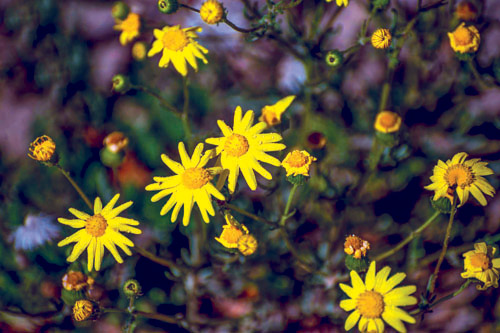 الزملوق.. زهرة الصحراء الذهبية تتألق في الحدود الشمالية 