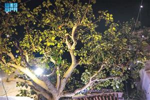 سوق «النفيعة» يستظل تحت «تالقة» عمرها 700 عام 