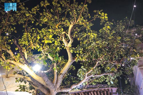 سوق «النفيعة» يستظل تحت «تالقة» عمرها 700 عام 