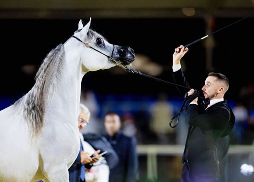 الأربعاء.. انطلاق جولة الرياض للفروسية بجوائز تتجاوز 24 مليون يورو 