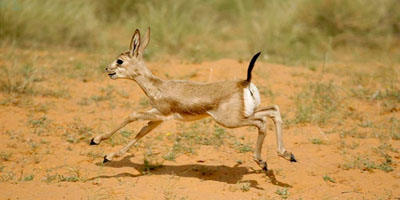 الإعلان عن ولادة 5 غزلان ريم في واحة بريدة العالمية 