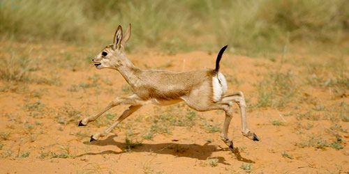 الإعلان عن ولادة 5 غزلان ريم في واحة بريدة العالمية 